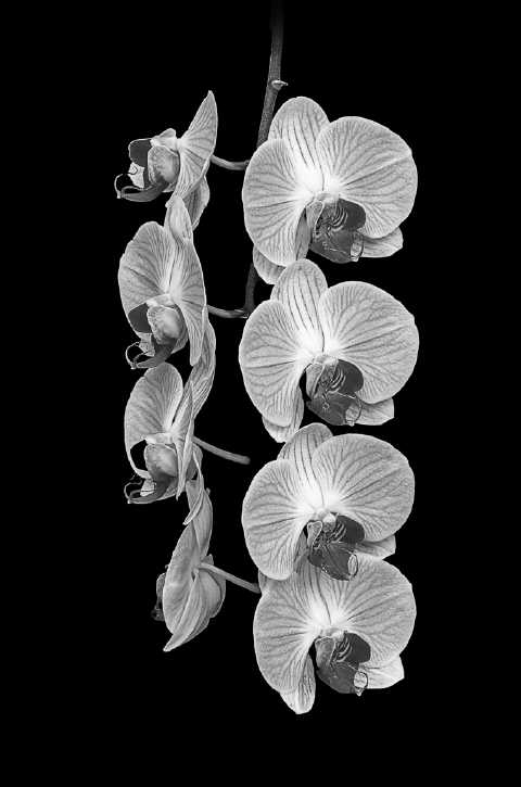 Orchid No. 12