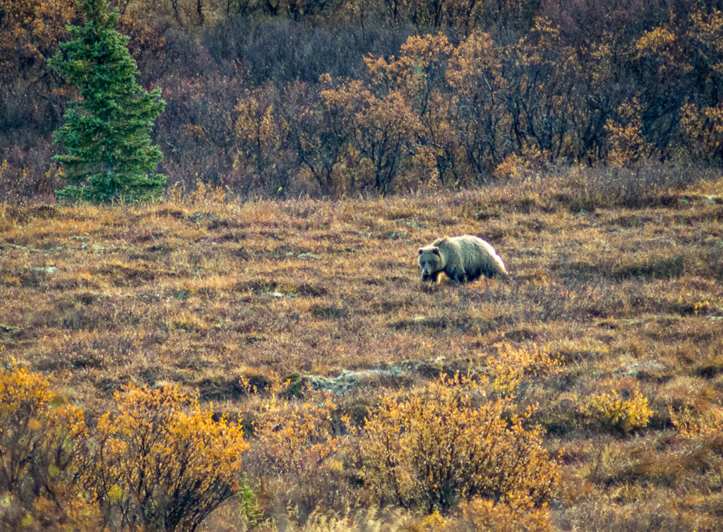 Grizzly bear, Denali National Park, Alaska