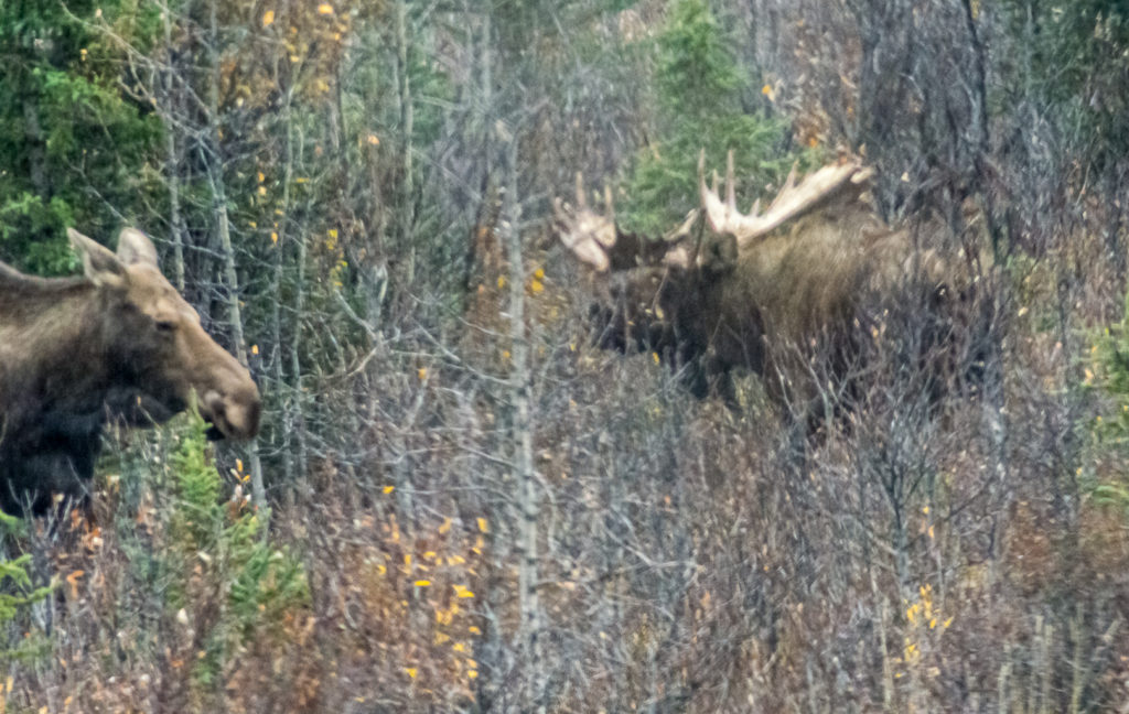Moose (bull and cow), Denali National Park, Alaska