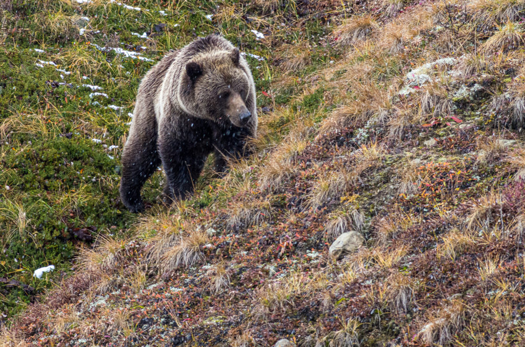 Grizzly Bear foraging, Denali National Park, Alaska