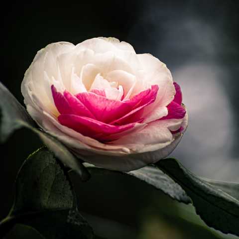 Peppermint Camellia