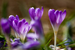 Spring Flowers - Purple Majesty