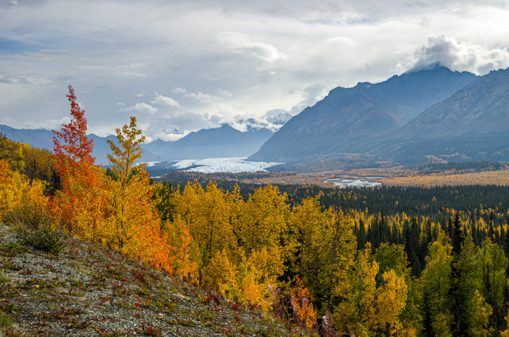 Matanuska Glacier and trees with orange and red fall foliage