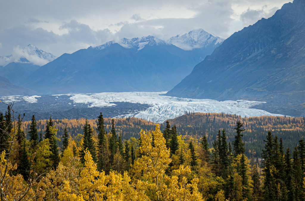 Matanuska Glacier over yellow trees in fall foliage, with snow-capped mountains behind,