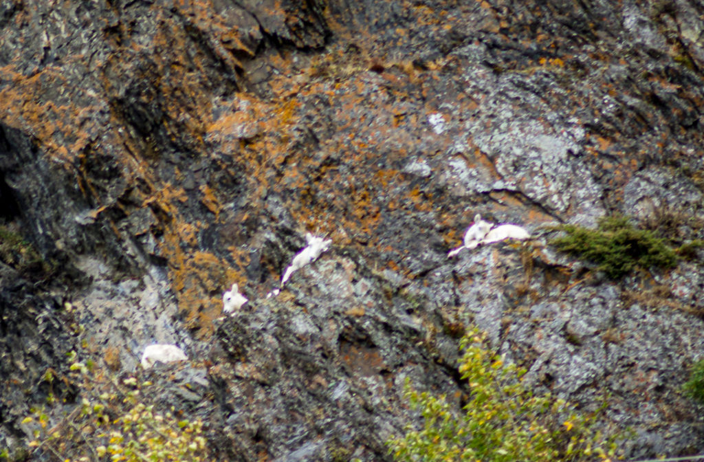 Dall Sheep in the Chugach Mountains of Alaska