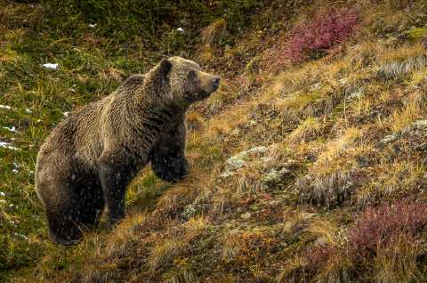 Foraging Grizzly