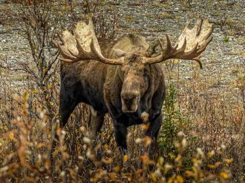 Bull Moose, Denali