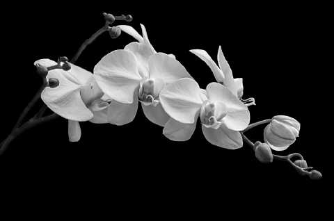 Orchid No. 5