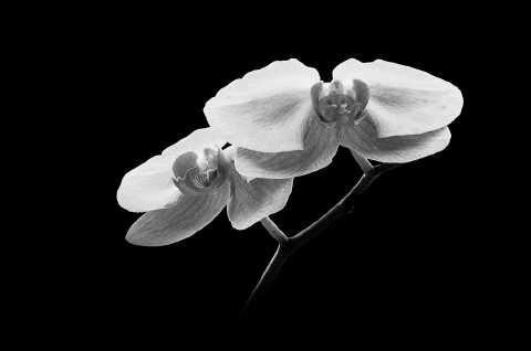 Orchid No. 9
