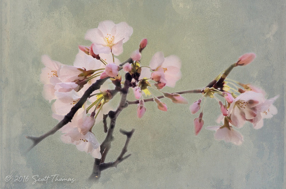 Cherry Blossoms