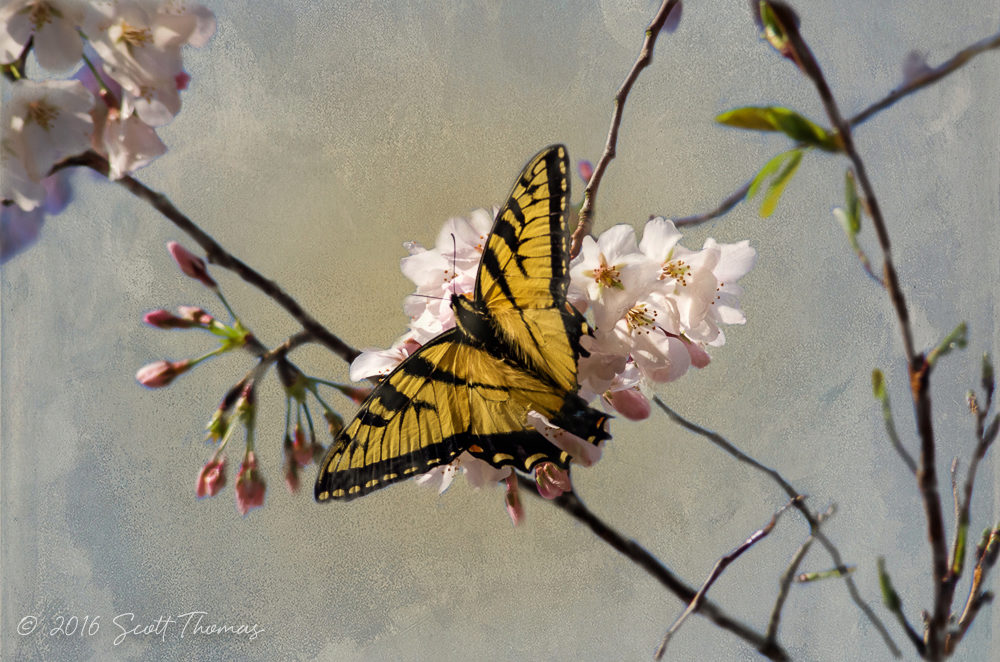 Cherry Blossoms Butterfly