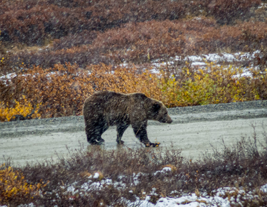 Grizzly Bear walking on the road, Denali National Park, Alaska