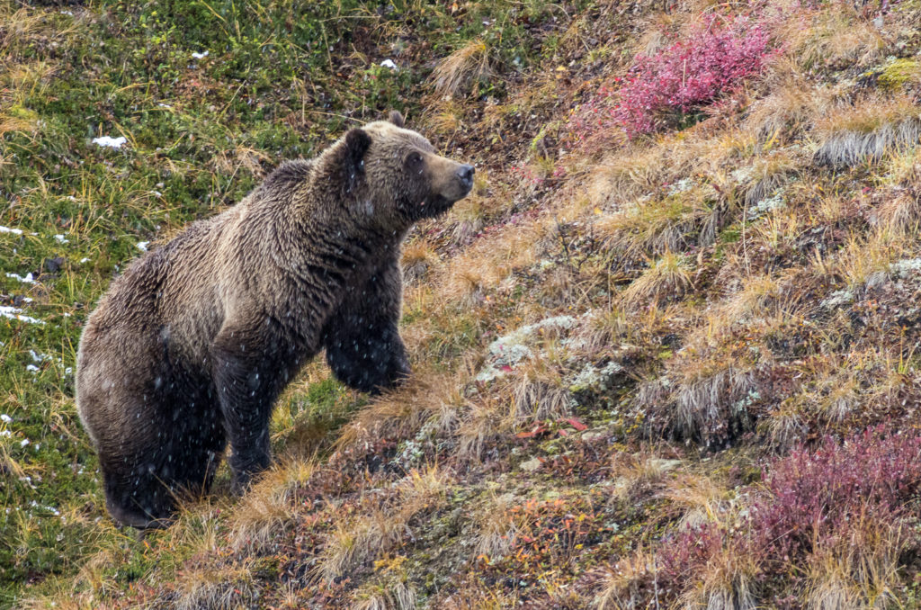 Grizzly Bear, checking the surroundings, Denali National Park, Alaska
