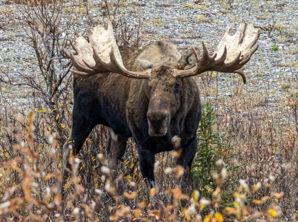 Bull Moose, Denali National Park, Alaska