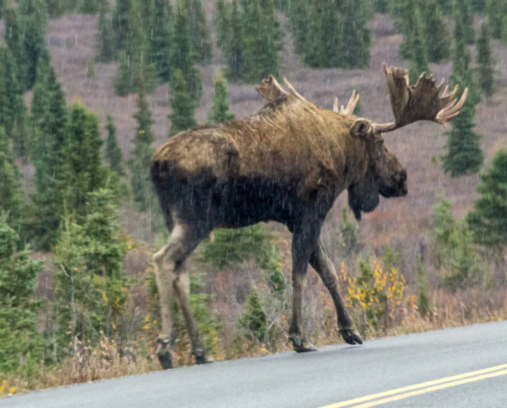 Moose on the road, Denali National Park, Alaska