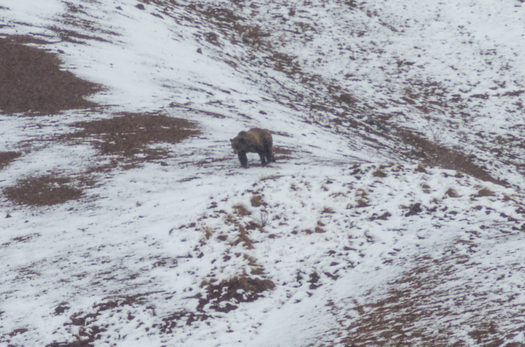 Grizzly bear making its way down the mountain.