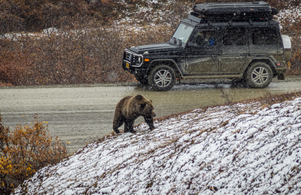 Grizzly crossed the road, Denali National Park, Alaska