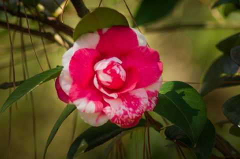 Red and White Camellia