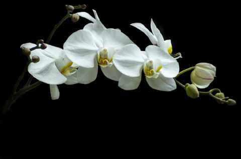 Orchid No. 5, Color