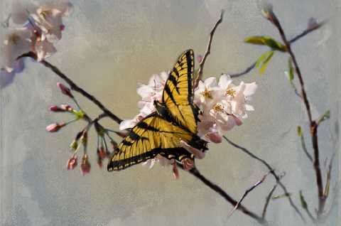 Cherry Swallowtail