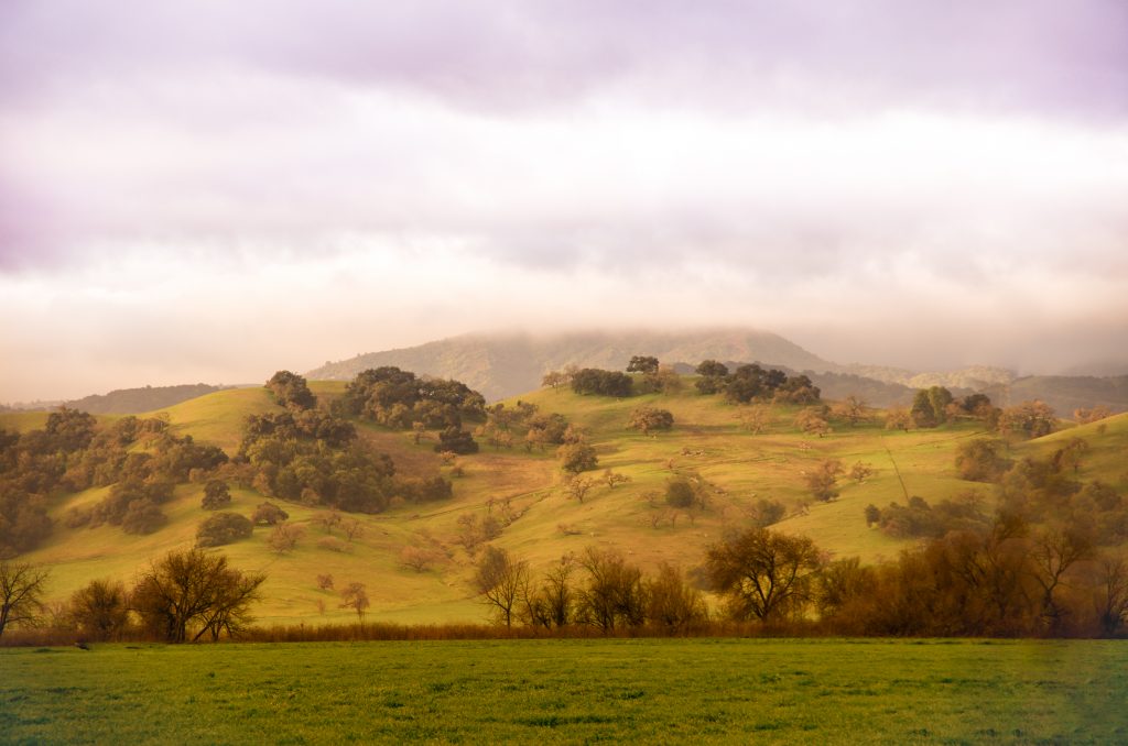 Fog Over the Golden Hills - copyright (c) 2016 Scott Thomas