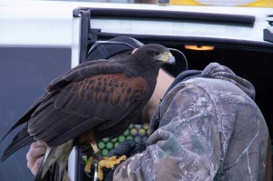 Fitting a radio transponder