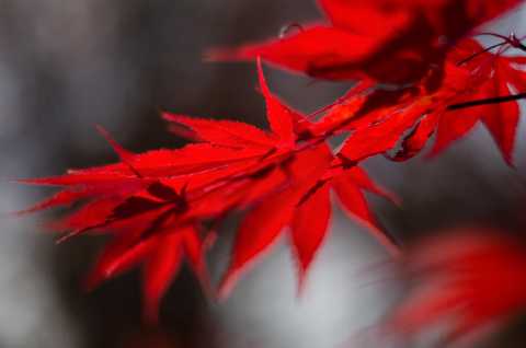 Leaves, Japanese Maple