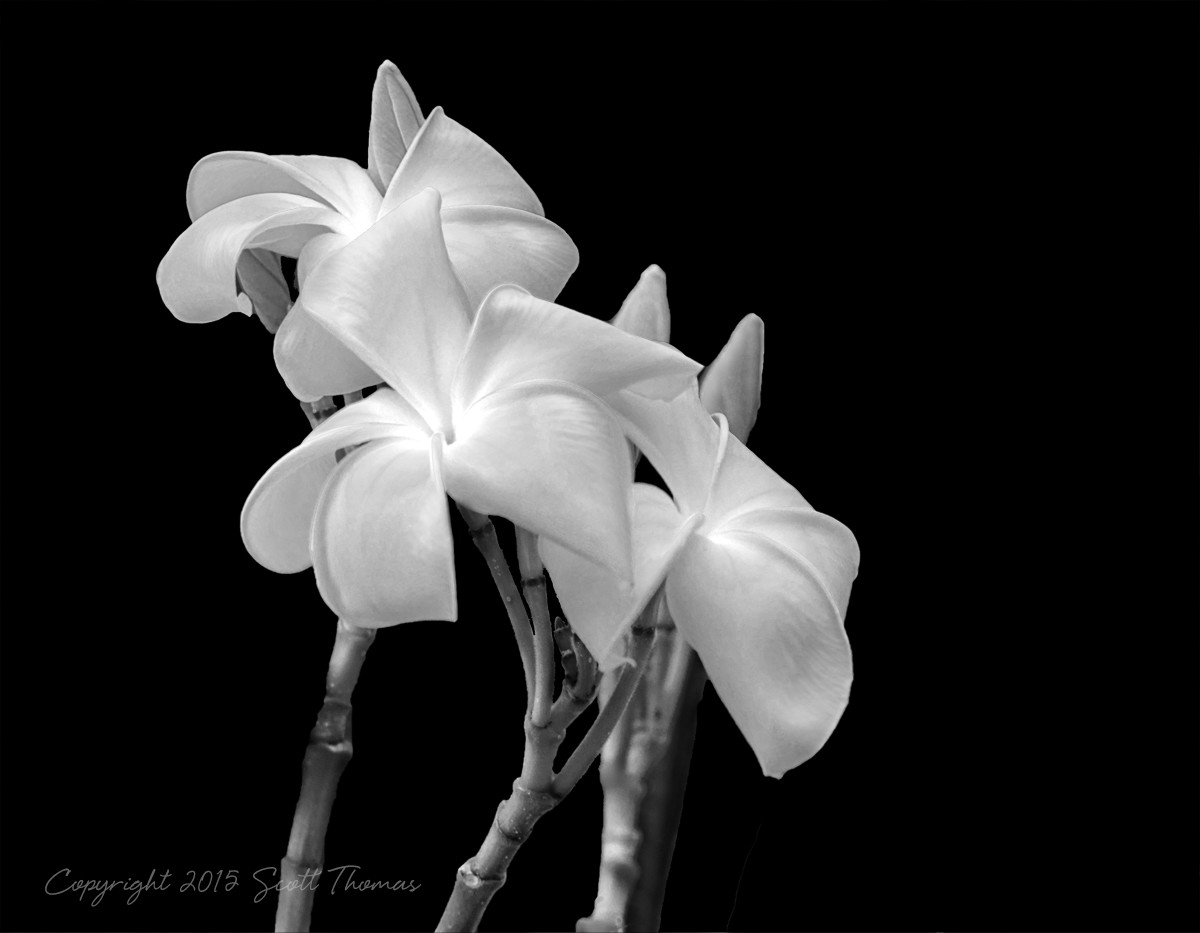 Orchid No. 6