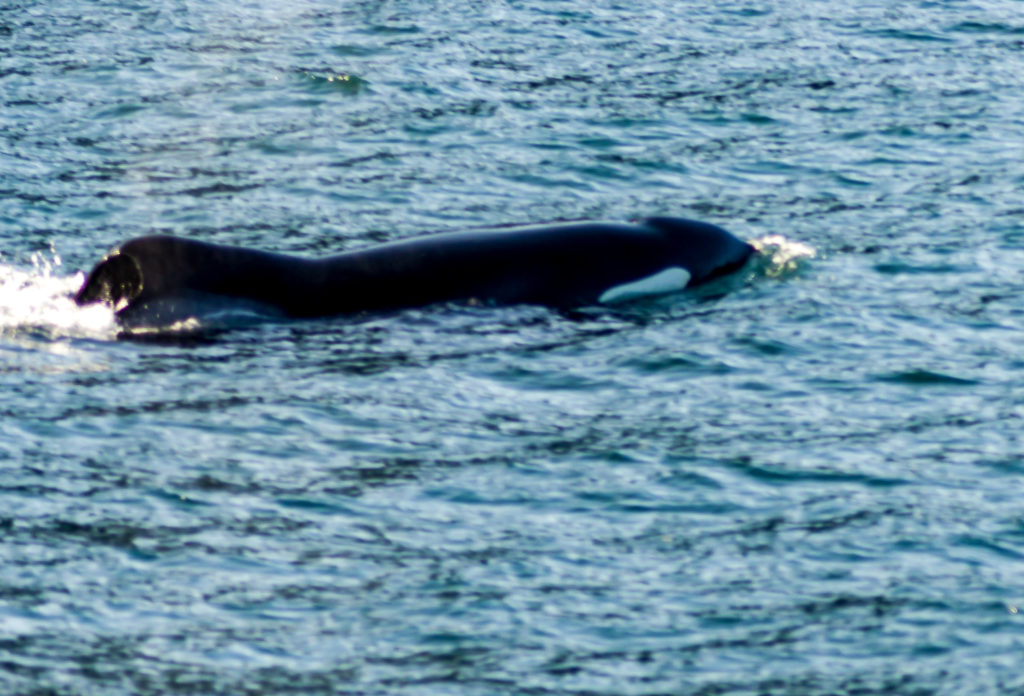 Orca (sometimes called a Killer Whale)  in Alaska