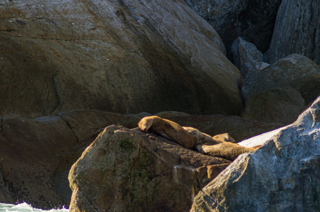 Seals basking on rock, Alaska