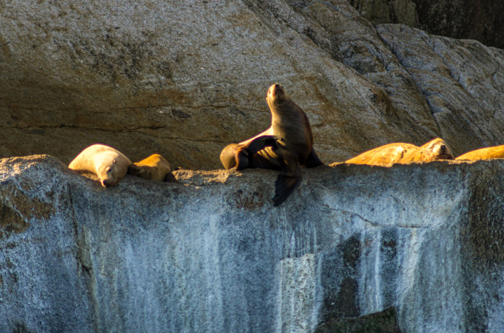 Seals basking on rock, Alaska