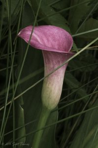 Calla Lilly