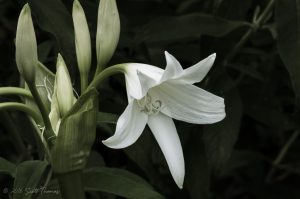 Powell’s Cape Lilly