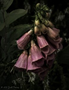 Foxglove