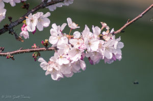 Spring Flowers - Cherry Blossoms