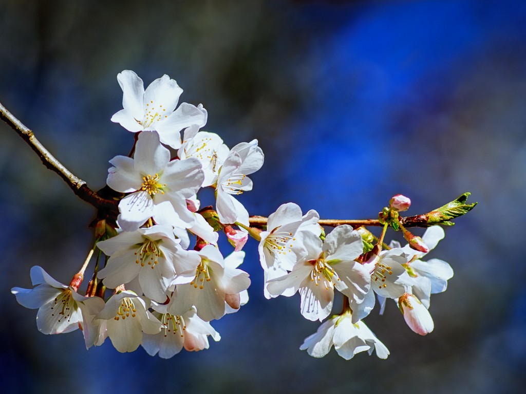 Cherry Jubilee, copyright Scott Thomas