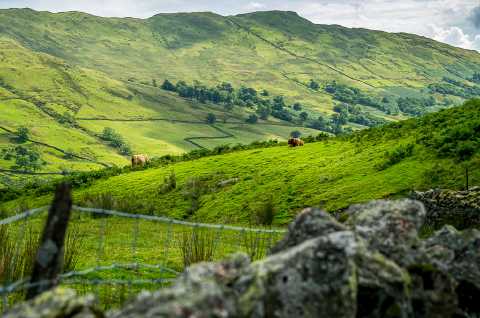 Highland Cows, Lake District